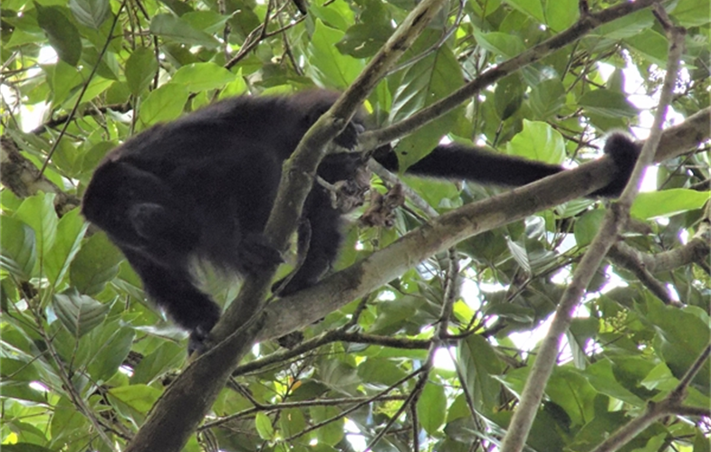 female howler monkey in tree CREDIT MARGARET SNYDER.JPG